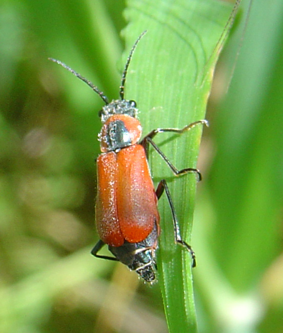 Clanoptilus rufus